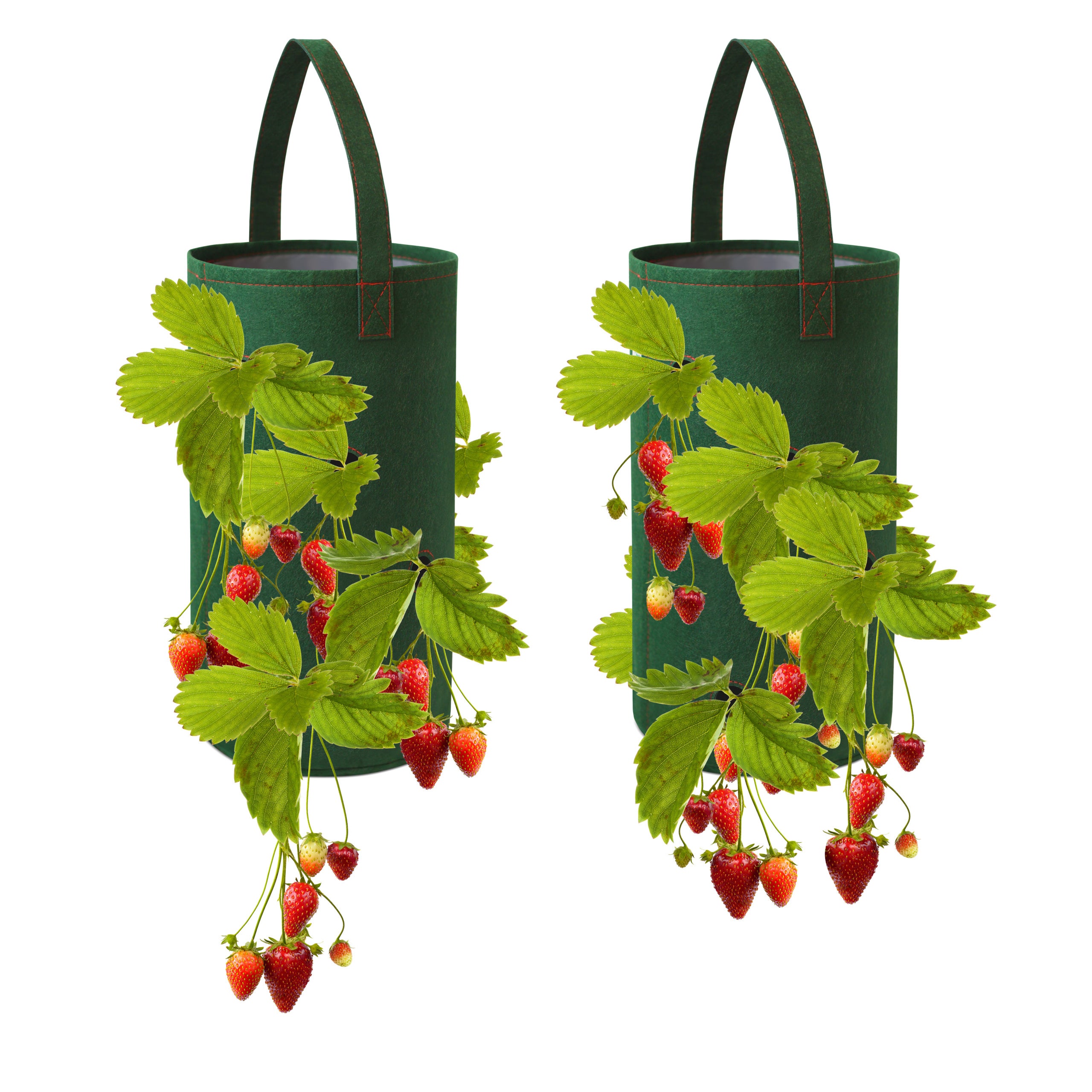 Hanging Strawberry Planter for Strawberry Bare Root Plants | Pri